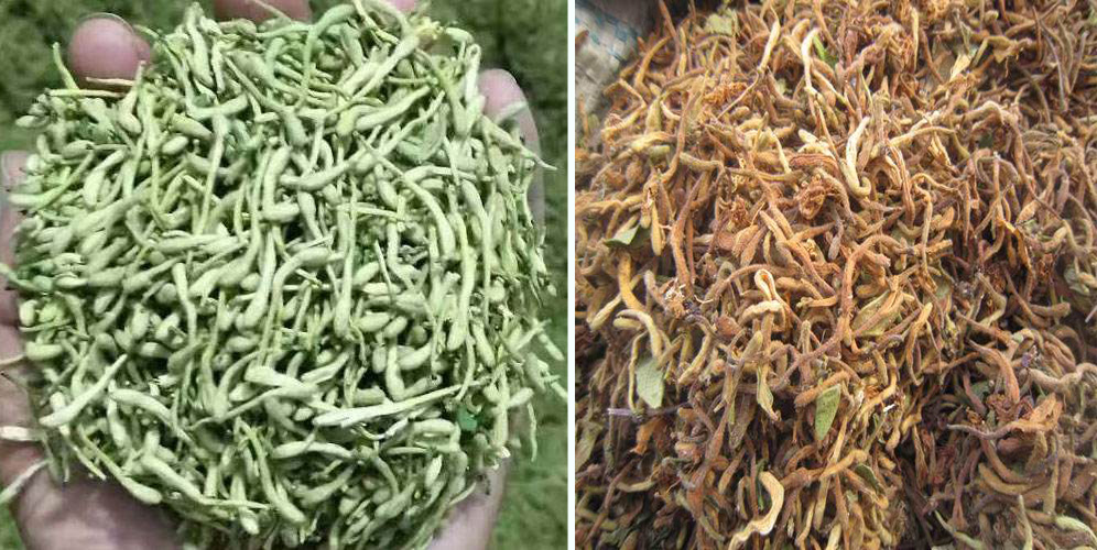 烘干金銀花畝產(chǎn)利潤(rùn)多少？專業(yè)廠家詳解真實(shí)利潤(rùn)