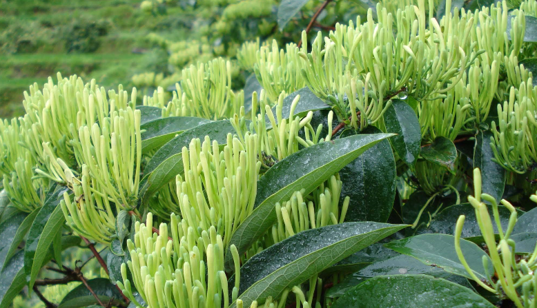 金銀花烘干時(shí)間和溫度？專家「烘干技術(shù)」大揭曉