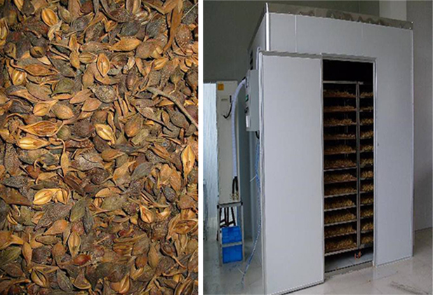 連翹熱泵烘干工藝揭秘，烘干廠家「工藝分享」